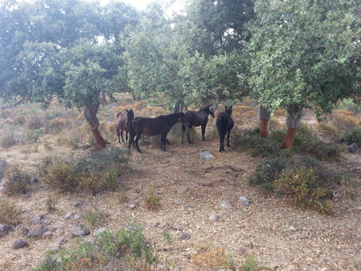 B&B Daddanca Ales Εξωτερικό φωτογραφία